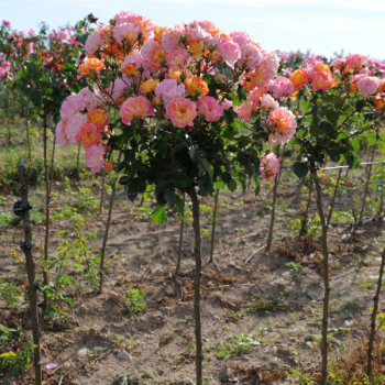 Achat Rosiers Perle Noire ® - Vente de nos créations et