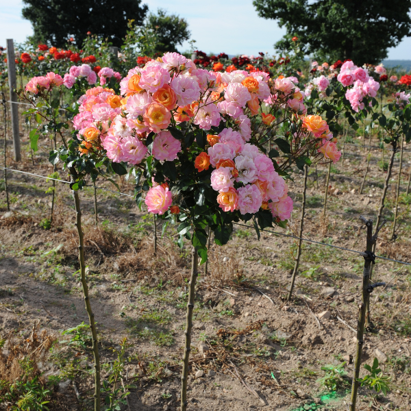 Rosier Bordure Camaïeu® Le rosier tige