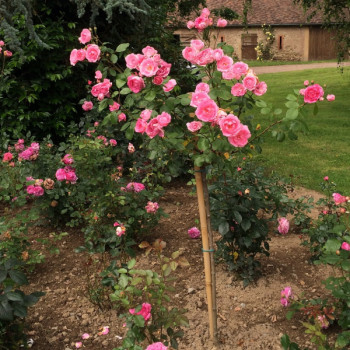 Rosier Centenaire de Lourdes® Rose Le rosier tige