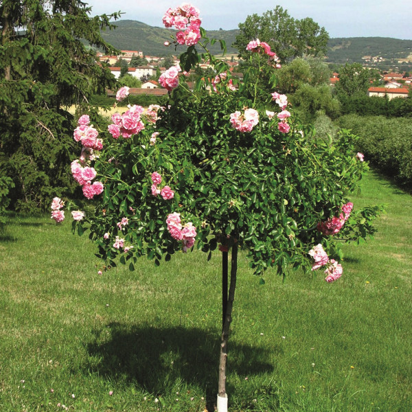 Tuteur Parapluie pour rosier pleureur