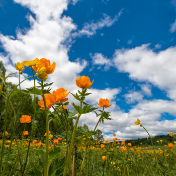 Jardin de soleil