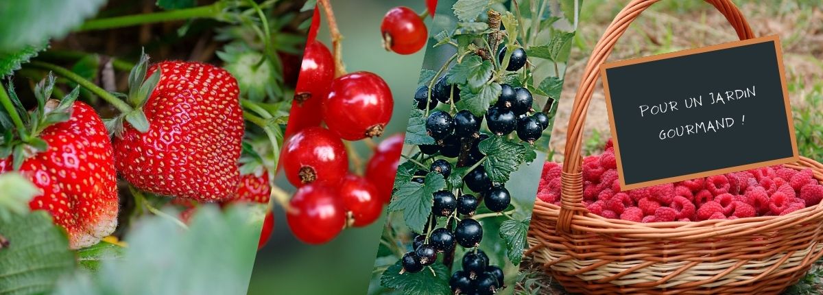 Petits fruits