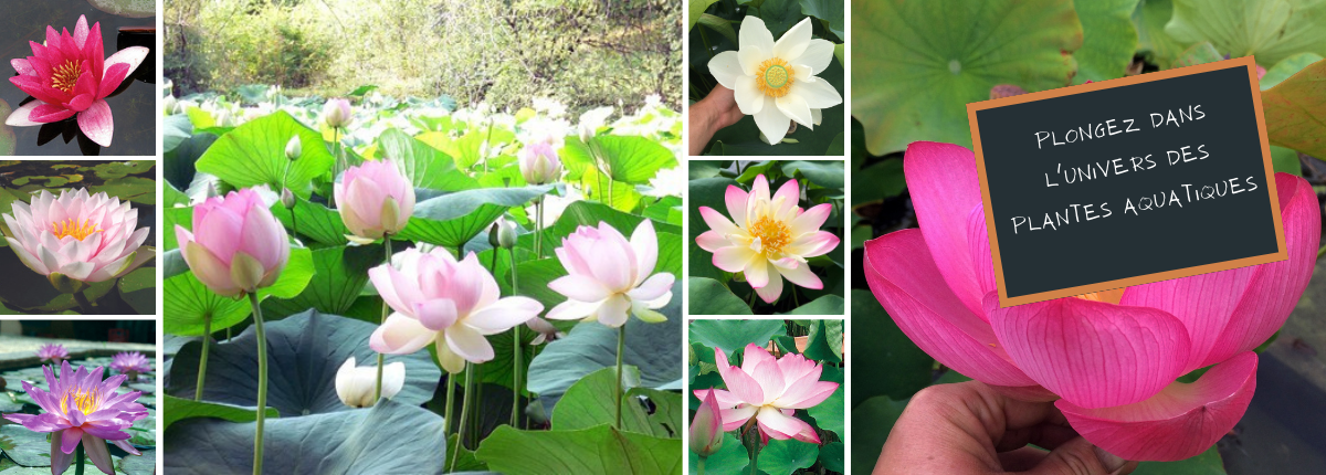 Lotus