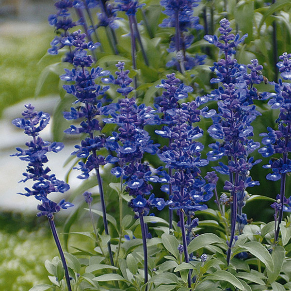 Sauge ornementale Bleue