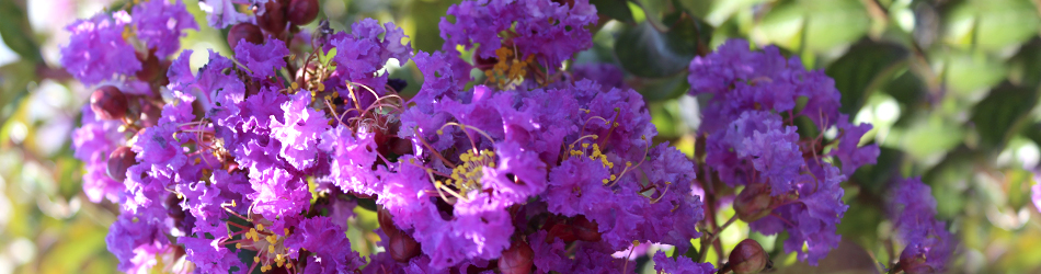 Lilas des Indes : achat et vente de lagerstroemias en ligne - Georges  Delbard