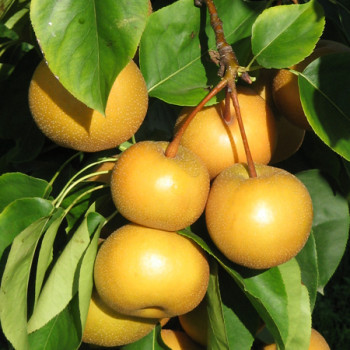 Autres arbres fruitiers