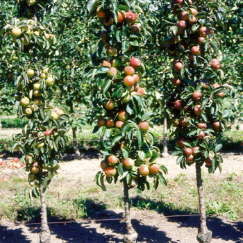 Fruitiers colonnaires