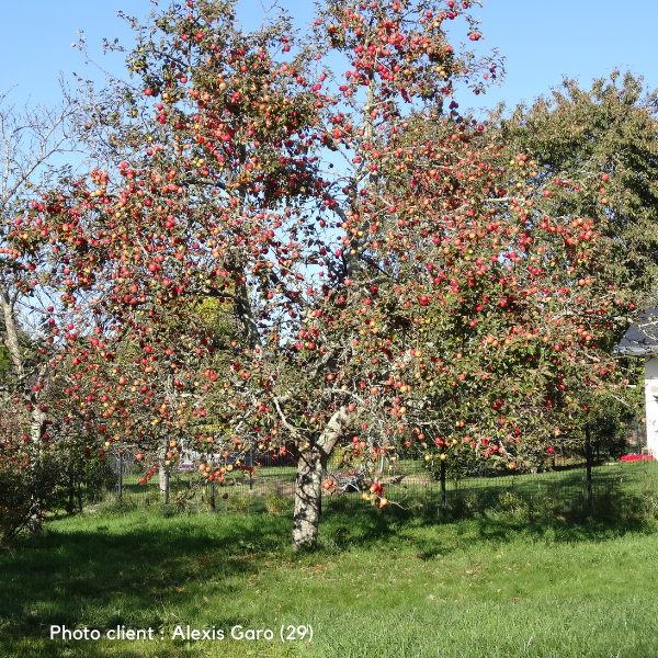 Pommier Delbard Jubilé® Agriculture Biologique