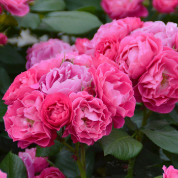 Rosiers à fleurs groupées