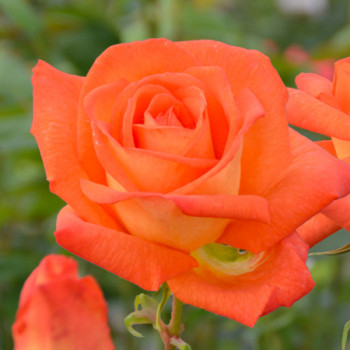 Rosiers grandes fleurs : achat et vente de rosier grandes fleurs (hybride  de thé)