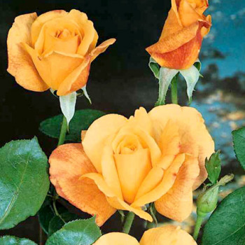 Rosiers classiques