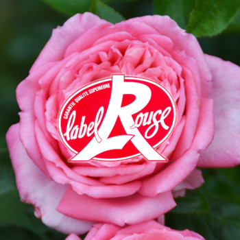 Rosiers Label Rouge