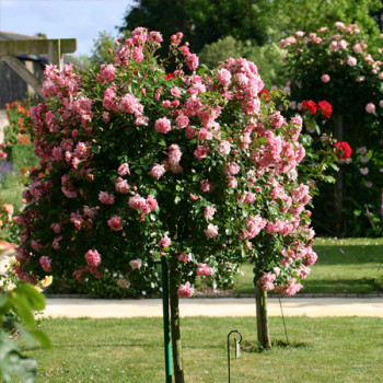 Rosiers tiges et pleureurs