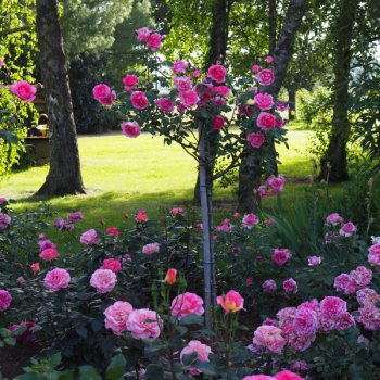 Rosier Centenaire de Lourdes® Rose Le rosier tige