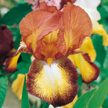 Iris Spreckles