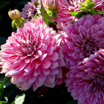 Dahlia nain Pink Eighties