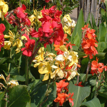 Cannas nains en mélange - Lot de 3 Bulbes