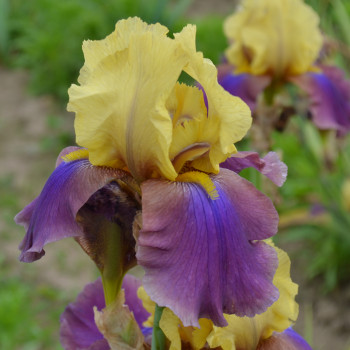 Iris Millestone