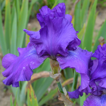 Iris Master Touch