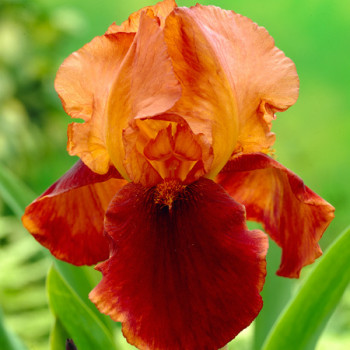 Iris Natchez Trace