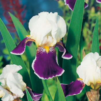 Iris Wabash