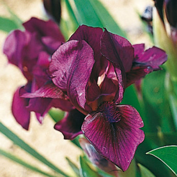 Iris nain Rangerette