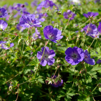 Geranium ´Rozanne®´