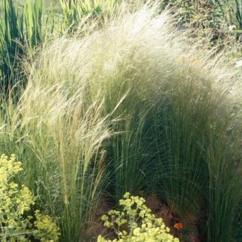 Stipa tenuifolia