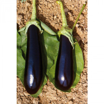 Aubergine Baluroi