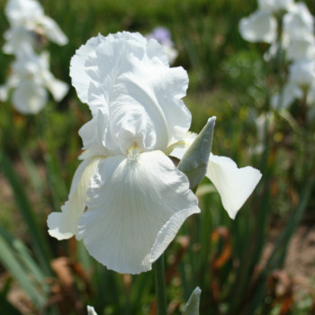 Iris Glacier