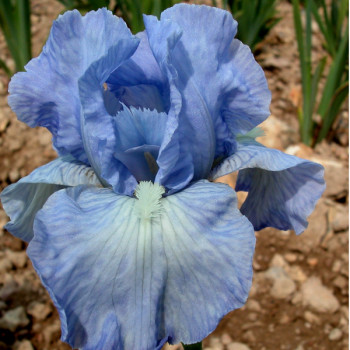 Iris intermédiaire Bel Azur