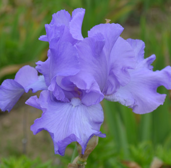 Iris Mary France