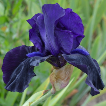 Iris Black Out