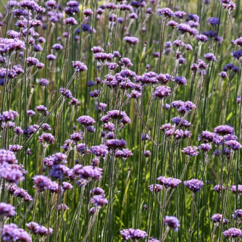 Verbena bonariensis