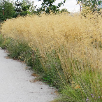 Stipa gigantea