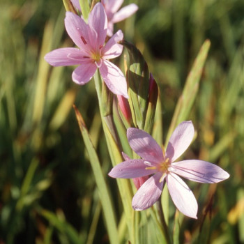 Schizostylis coccinea ´November Cheer´