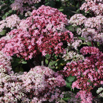 Sedum Matrona