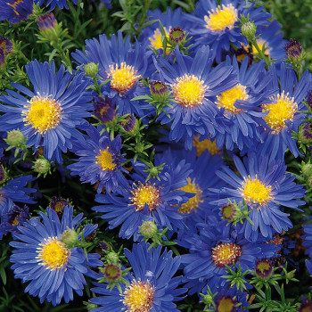 Aster 'Blue Lapis'