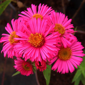 Aster na 'Andenken an Alma Pötschke'