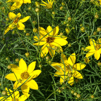 Coreopsis Verticillé 'Zagreb'