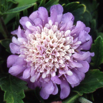 Scabiosa ´Bleue´