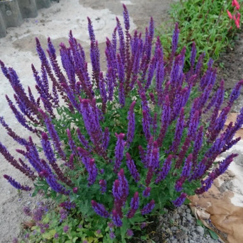 Salvia nemorosa Lubeca