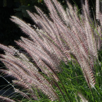 Pennisetum ´Karley Rose®´