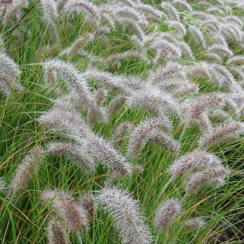 Pennisetum alopecuroides ´Compressum´