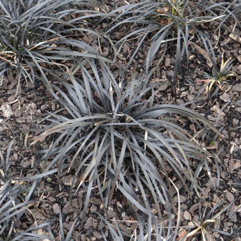 Ophiopogon planiscapus ´Niger´