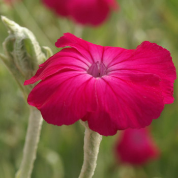 Lychnis coronaria