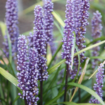 Liriope muscari ´Big Blue´