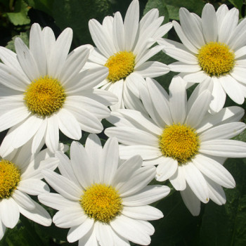 Leucanthemum ´Becky´ - Marguerite d´été