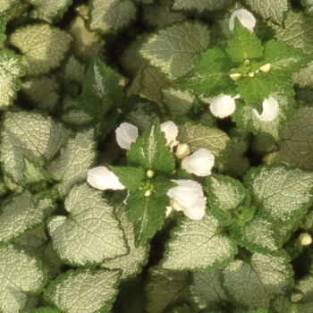 Lamium maculatum ´White Nancy´