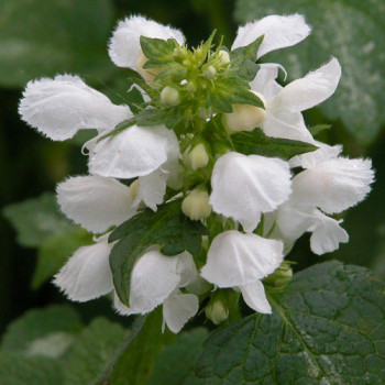 Lamium maculatum ´Album´